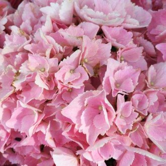  Гортензия крупнолистная Пинк Сенсейшн / Hydrangea macrophylla Pink Sensation
Цв. . фото 3