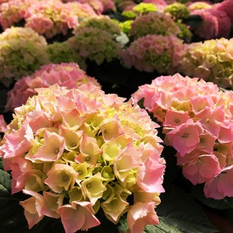  Гортензия крупнолистная Пинк Сенсейшн / Hydrangea macrophylla Pink Sensation
Цв. . фото 5