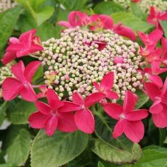  Гортензия крупнолистная Роткелхен / Hydrangea macrophylla Rotkehlchen
Сорт горт. . фото 3