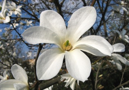 Магнолия Кобус / Magnolia kobus
Считается самым выносливым и неприхотливым в ухо. . фото 2