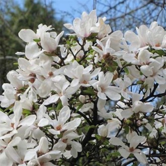 Магнолия Кобус / Magnolia kobus
Считается самым выносливым и неприхотливым в ухо. . фото 3