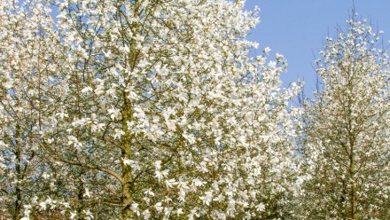 Магнолия Кобус / Magnolia kobus
Считается самым выносливым и неприхотливым в ухо. . фото 4