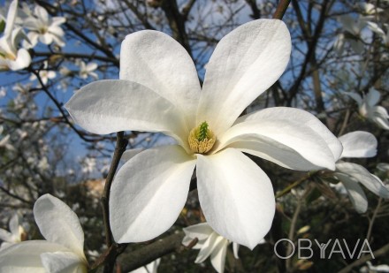 Магнолия Кобус / Magnolia kobus
Считается самым выносливым и неприхотливым в ухо. . фото 1