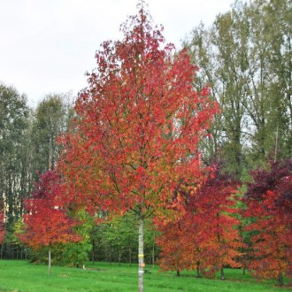 Ликвидамбар смолоносный или Амбровое дерево / Liquidambar styraciflua
Дерево дос. . фото 2