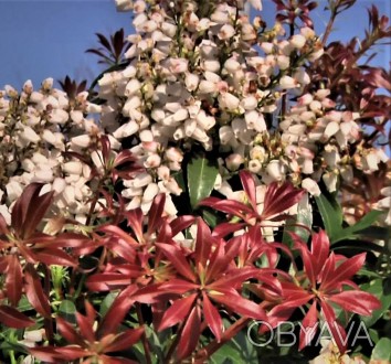 Пиерис японский Бонфаер / Pieris japonica Bonfire
Восхитительный вечнозеленый цв. . фото 1
