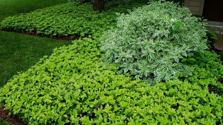 Пахизандра Грин Карпет / Pachysandra Green Carpet
Вечнозеленое почвопокровное ра. . фото 4