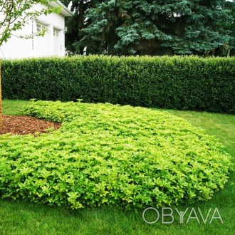Пахизандра Грин Карпет / Pachysandra Green Carpet
Вечнозеленое почвопокровное ра. . фото 1