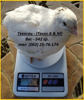 Яйца инкубационные перепела Техасец (USA).

Предлагаем инкубационные яйца пере. . фото 4