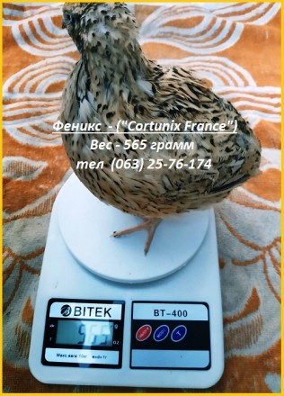 Яйца инкубационные перепела Феникс Золотистый - (France).

Предлагаем инкубаци. . фото 6