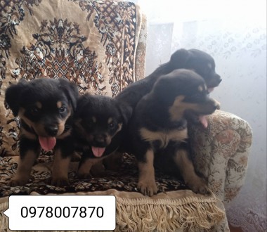 Продам ротвейлер. Колки. фото 1 Продам ротвейлер. Колки. фото 1