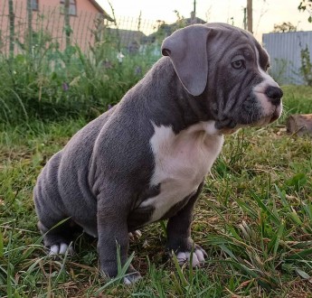 Цуценята Американського Буллі American Bully. Львов. фото 1 Цуценята Американського Буллі American Bully. Львов. фото 1