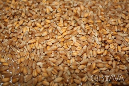 Продам пшеницу,
2 класс-2000т.,
3 класс-2000т.(ДСТУ).

Влажность-13.5%
Сор-. . фото 1