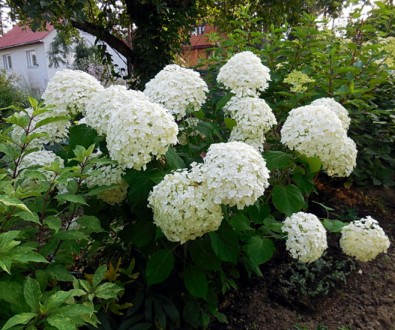 Гортензия древовидная Стронг Аннабель / Hydrangea arborescens Strong Annabelle
Г. . фото 3