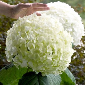 Гортензия древовидная Стронг Аннабель / Hydrangea arborescens Strong Annabelle
Г. . фото 2