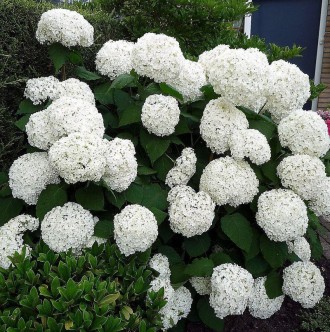 Гортензия древовидная Стронг Аннабель / Hydrangea arborescens Strong Annabelle
Г. . фото 4