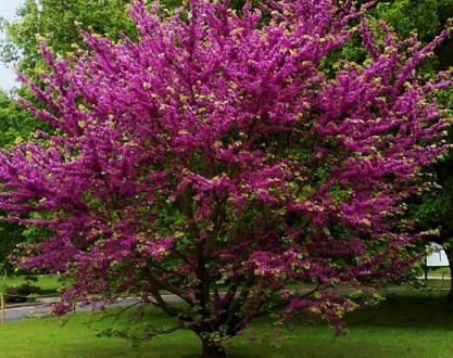 Церцис обыкновенный / Cercis siliquastrum
Листопадное раскидистое дерево средних. . фото 3