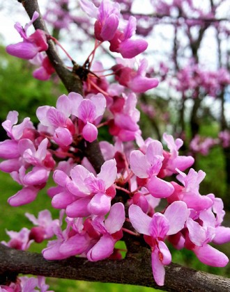 Церцис обыкновенный / Cercis siliquastrum
Листопадное раскидистое дерево средних. . фото 2