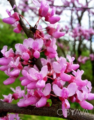 Церцис обыкновенный / Cercis siliquastrum
Листопадное раскидистое дерево средних. . фото 1