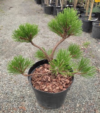 Сосна горная Ниваки / Pinus mugo Nivaki
Используется для создания бонсай или про. . фото 3