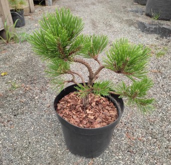 Сосна горная Ниваки / Pinus mugo Nivaki
Используется для создания бонсай или про. . фото 4