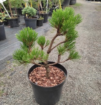 Сосна горная Ниваки / Pinus mugo Nivaki
Используется для создания бонсай или про. . фото 5