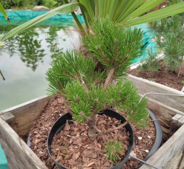 Сосна горная Ниваки / Pinus mugo Nivaki
Используется для создания бонсай или про. . фото 8