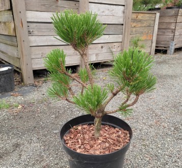 Сосна горная Ниваки / Pinus mugo Nivaki
Используется для создания бонсай или про. . фото 6