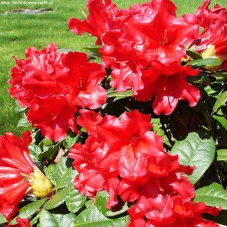 Рододендрон Скарлет Вондер / Rhododendron Scarlet Wonder
Это компактный и зрелищ. . фото 2