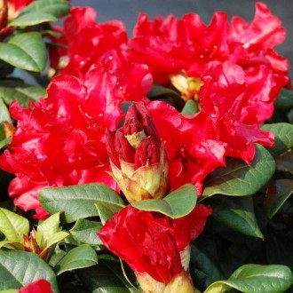 Рододендрон Скарлет Вондер / Rhododendron Scarlet Wonder
Это компактный и зрелищ. . фото 3