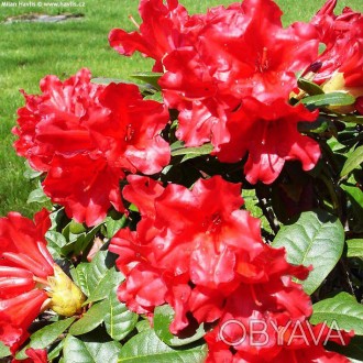 Рододендрон Скарлет Вондер / Rhododendron Scarlet Wonder
Это компактный и зрелищ. . фото 1