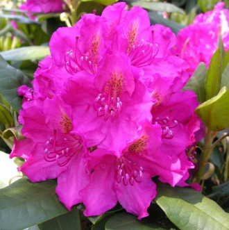 Рододендрон Американ Бьюти / Rhododendron Pearce's American Beauty
Темно-розовые. . фото 3