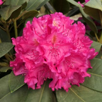 Рододендрон Американ Бьюти / Rhododendron Pearce's American Beauty
Темно-розовые. . фото 2
