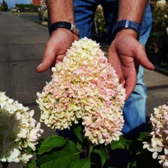 Гортензия метельчатая Литл Фрайз / Hydrangea paniculata Little Fraise
Литл Фрайз. . фото 4