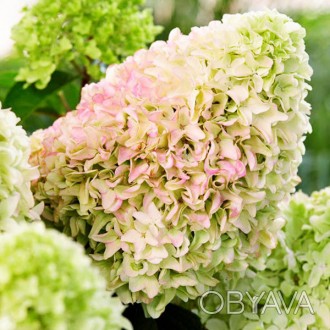 Гортензия метельчатая Литл Фрайз / Hydrangea paniculata Little Fraise
Литл Фрайз. . фото 1