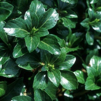 Пахизандра Грин Шин / Pachysandra Green Sheen
Вечнозеленое почвопокровное растен. . фото 3
