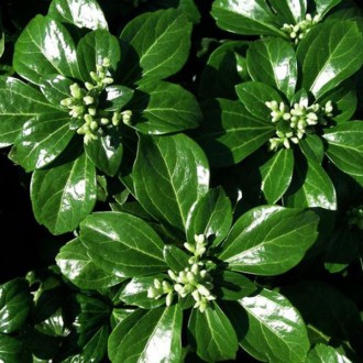 Пахизандра Грин Шин / Pachysandra Green Sheen
Вечнозеленое почвопокровное растен. . фото 2