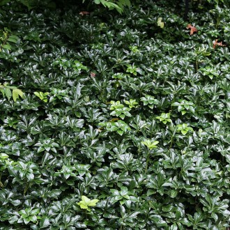 Пахизандра Грин Шин / Pachysandra Green Sheen
Вечнозеленое почвопокровное растен. . фото 4