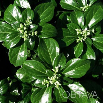 Пахизандра Грин Шин / Pachysandra Green Sheen
Вечнозеленое почвопокровное растен. . фото 1