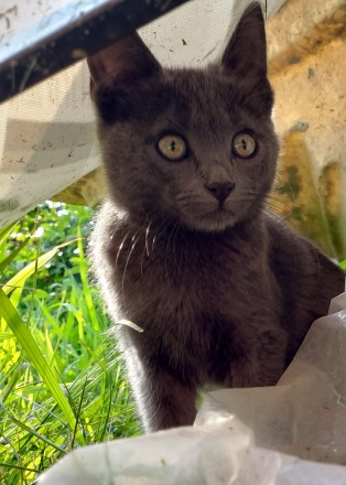 Кошенята шукають свої сім'ї. Бровары. фото 1 Кошенята шукають свої сім'ї. Бровары. фото 1