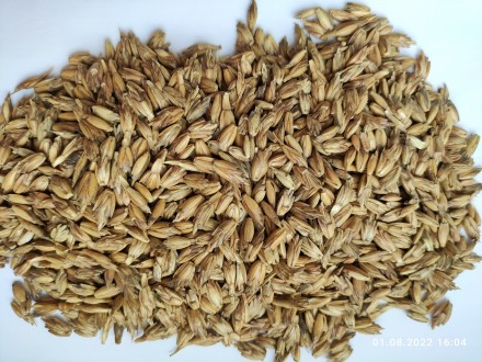 Продам спельту (разновидность древней пшеницы, сорт Zollernspelz)- 100т.
Необру. . фото 2