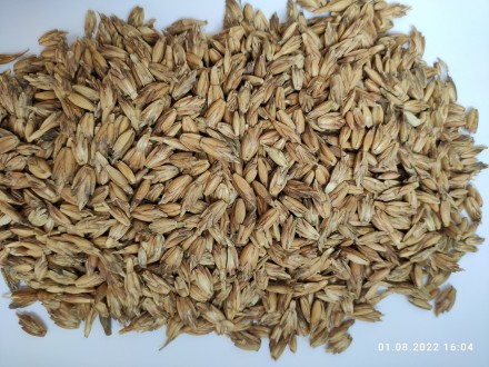 Продам спельту (разновидность древней пшеницы, сорт Zollernspelz)- 100т.
Необру. . фото 3