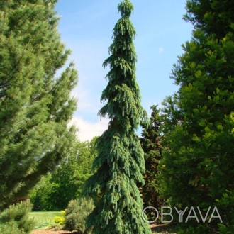Ель сербская Пендула / Picea omorika Pendula
Изящная форма сербской ели заслужив. . фото 1
