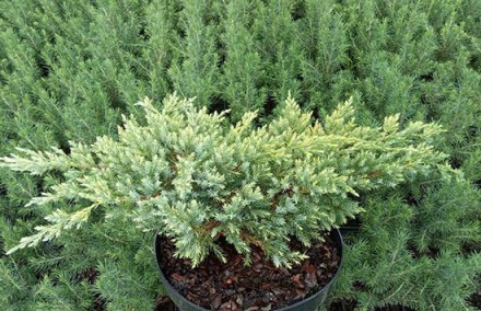 Можжевельник чешуйчатый Дрим Джой / Juniperus squamata Dream Joy
 Это низкорослы. . фото 3