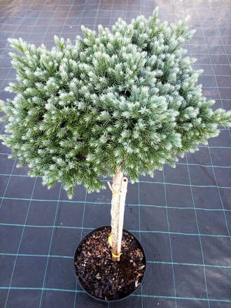 Можжевельник Блю Стар / Штамб / h 75 / Juniperus Blue Star. Балаклія. фото 1 Можжевельник Блю Стар / Штамб / h 75 / Juniperus Blue Star. Балаклія. фото 1