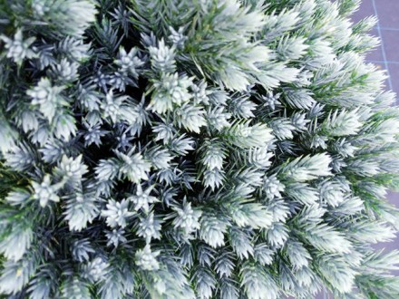 Можжевельник чешуйчатый Блю Стар / Juniperus squamata Blue Star
Декоративный кар. . фото 3
