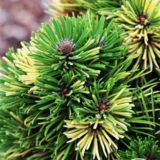 Сосна горная Альбовариегата Паноч / Pinus mugo Albovariegata Panoch
Сорт горной . . фото 2