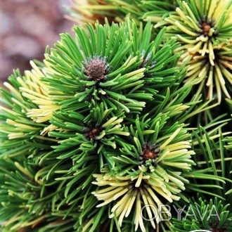 Сосна горная Альбовариегата Паноч / Pinus mugo Albovariegata Panoch
Сорт горной . . фото 1