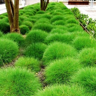 Овсяница Готье / Festuca Gautieri
Компактная декоративная трава изумрудного цвет. . фото 2