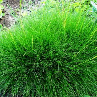 Овсяница Готье / Festuca Gautieri
Компактная декоративная трава изумрудного цвет. . фото 3