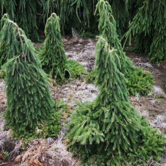 Ель обыкновенная Форманек / Picea abies Formanek
Изящный и медленнорастущий сорт. . фото 4